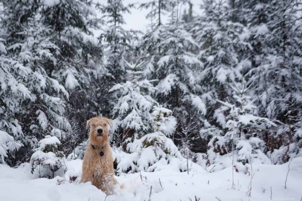 Expert Winter Coat Care: Keep Your Dog s Skin Healthy and Fur Shiny
