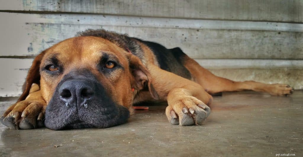 Pain‑Free Bones for Dogs: Treating Arthritis with Safe, Nutritious Chews