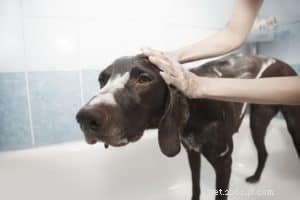 Expert Winter Coat Care: Keep Your Dog s Skin Healthy and Fur Shiny