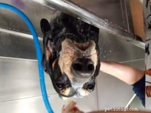 Expert Winter Coat Care: Keep Your Dog s Skin Healthy and Fur Shiny