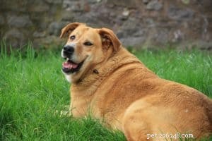 Pain‑Free Bones for Dogs: Treating Arthritis with Safe, Nutritious Chews
