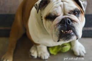 Pets Need Dental Care Too: Why Brushing Your Dog’s Teeth Matters