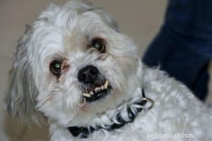 Pets Need Dental Care Too: Why Brushing Your Dog’s Teeth Matters