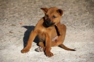 Protect Your Pets from Fleas, Ticks, and Mosquitoes This Spring