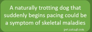 Understanding Your Dog s Gait: Trot vs. Pace – What It Reveals About Health