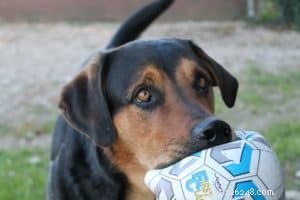 New Flu Strain Threatens Dogs: Protect Your Pet Today