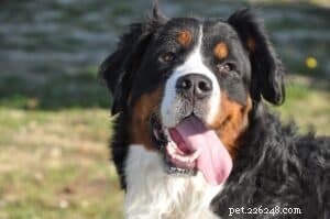 Sun Sensitivity in Dogs: Why Some Breeds Burn Faster