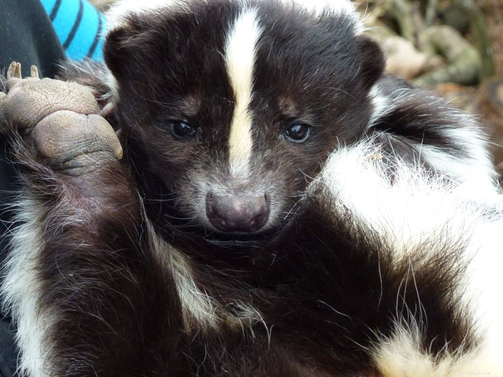 Effective DIY Skunk Odor Removal for Dogs – Safe, Quick Recipe