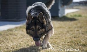 Sun Sensitivity in Dogs: Why Some Breeds Burn Faster