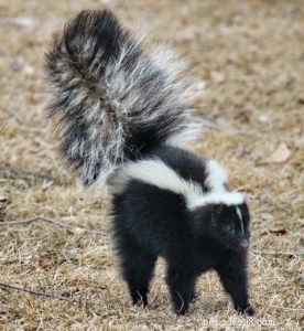 Effective DIY Skunk Odor Removal for Dogs – Safe, Quick Recipe