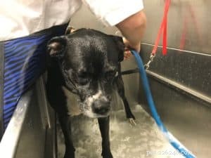 Effective DIY Skunk Odor Removal for Dogs – Safe, Quick Recipe