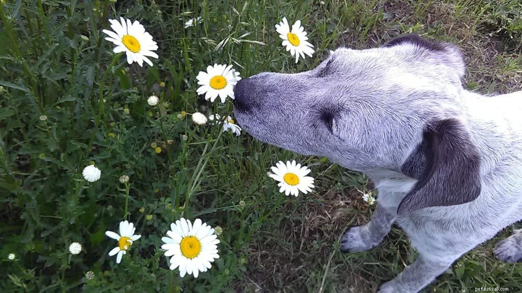 6 Essential Steps to Refresh Your Dog for Spring