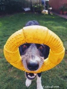 6 Essential Steps to Refresh Your Dog for Spring
