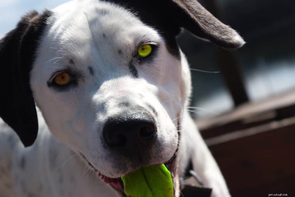 Engage & Calm Your Dog Indoors: Fun Games & Activities
