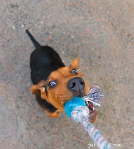 Engage & Calm Your Dog Indoors: Fun Games & Activities