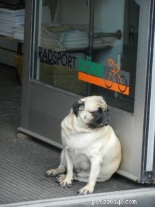 Proven Dog Weight Management & Obesity Prevention Strategies