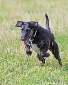 Proven Dog Weight Management & Obesity Prevention Strategies
