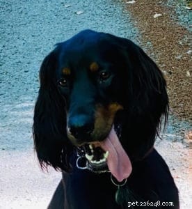How to Protect Your Dog from Heatstroke: Proven Prevention Strategies