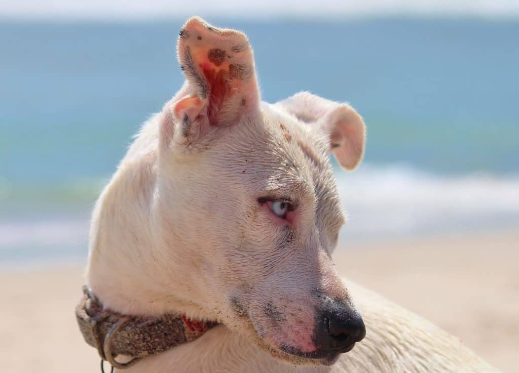 Sunscreen for Dogs: Protecting Your Pet from Sun Damage
