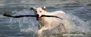 Sunscreen for Dogs: Protecting Your Pet from Sun Damage