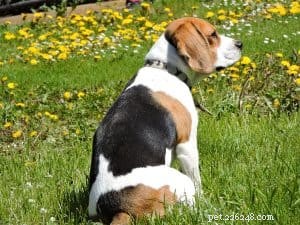 Transform Your Backyard: Fun Games to Unleash Your Dog’s Potential
