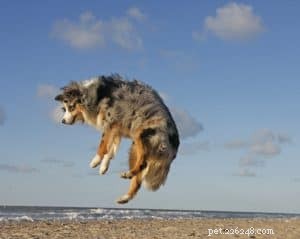 Transform Your Backyard: Fun Games to Unleash Your Dog’s Potential