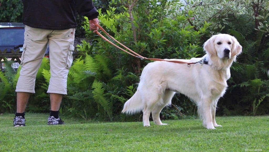How to Jog and Walk Your Dog for Optimal Health and Bonding