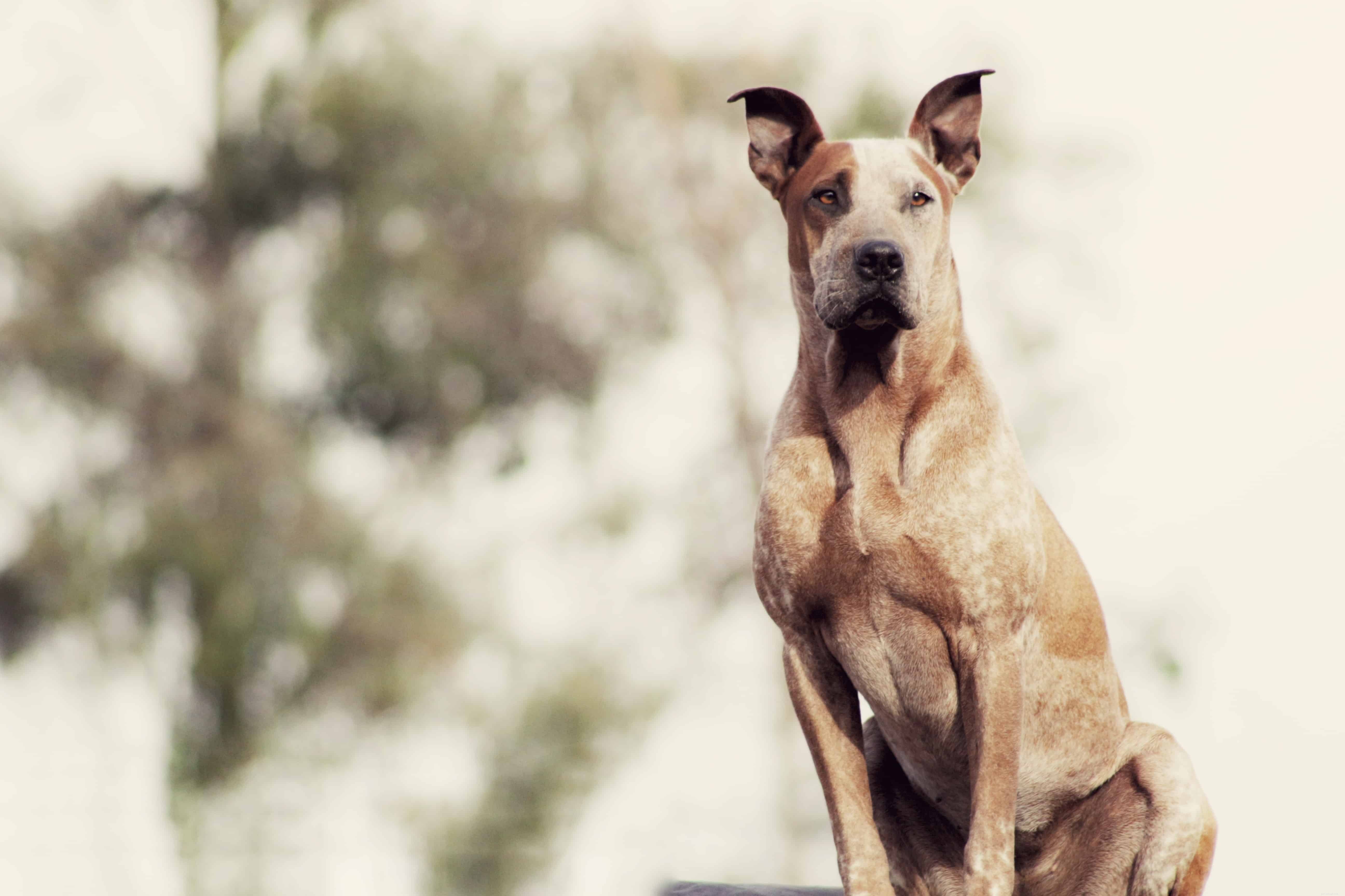 Choosing the Right Food for Your Dog’s Breed: A Clear Guide
