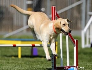 Top 10 Outdoor Adventures for You and Your Dog: Fun, Exercise, and Bonding