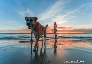 Top 10 Outdoor Adventures for You and Your Dog: Fun, Exercise, and Bonding