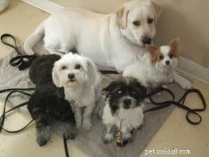 Pet Care 101: How to Know When to Take Your Dog to the Vet