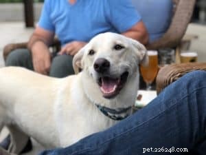 Do Dogs Require Daily Teeth Brushing? The Importance of Routine Dental Care