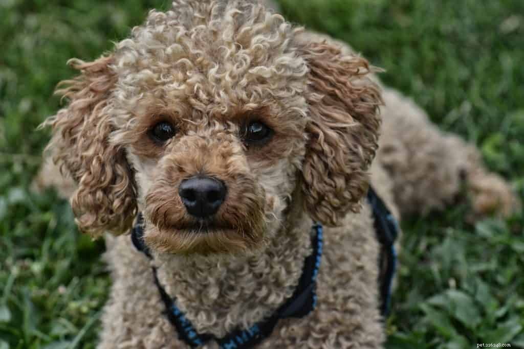 Professional Dog Grooming: Keep Your Pooch Looking Their Best
