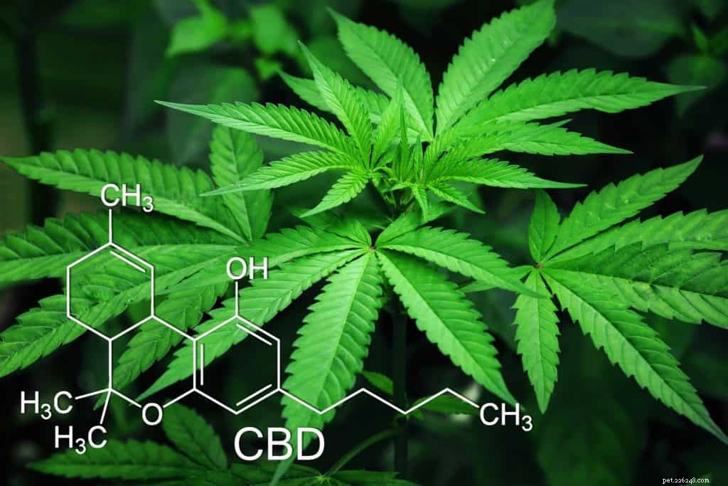 How to Choose the Right CBD Oil for Your Dog: A Comprehensive Owner’s Guide