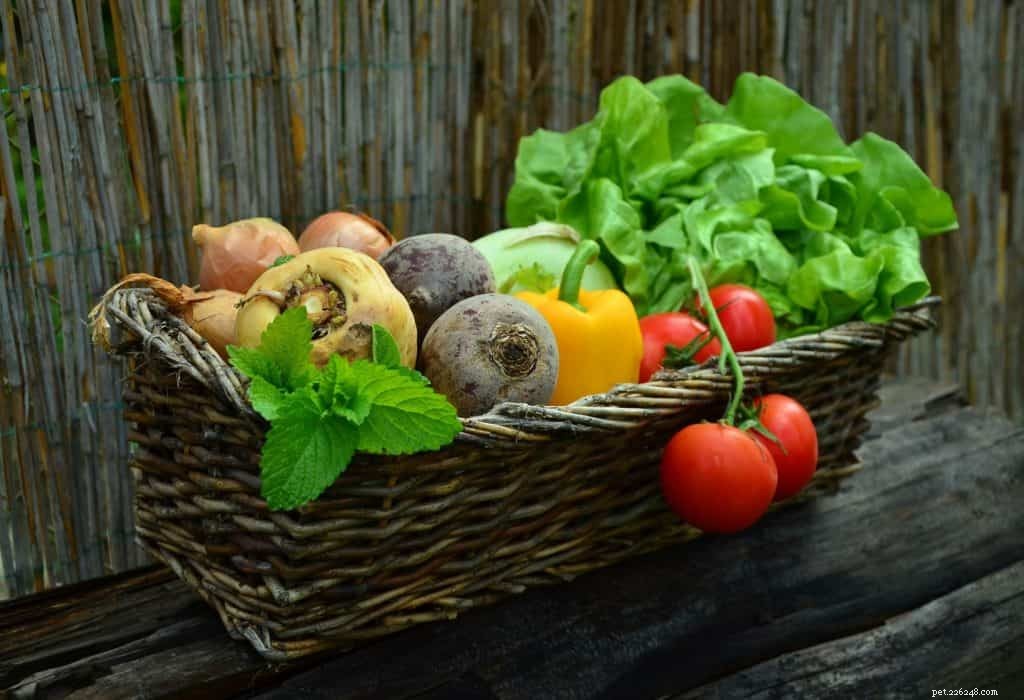 Top Vegetables Every Dog Should Eat for Optimal Health
