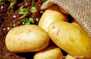 Top Vegetables Every Dog Should Eat for Optimal Health