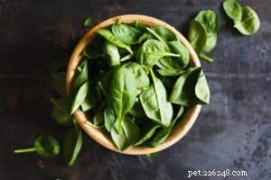 Top Vegetables Every Dog Should Eat for Optimal Health