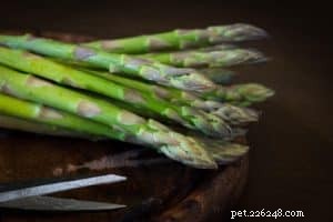 Top Vegetables Every Dog Should Eat for Optimal Health