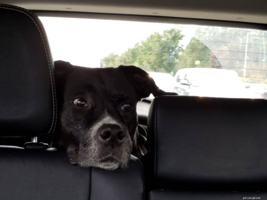 Effective Ways to Ease Your Dog’s Carsickness