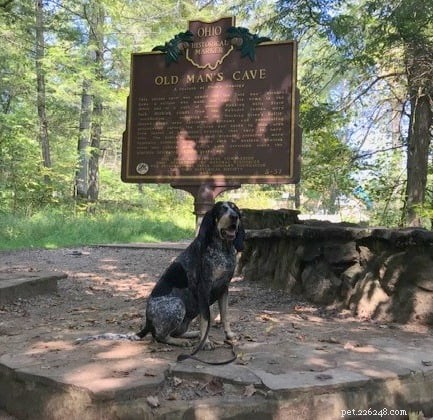 Dog-Friendly Hiking in Hocking Hills: Etiquette & Trail Tips