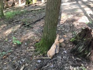 Dog-Friendly Hiking in Hocking Hills: Etiquette & Trail Tips