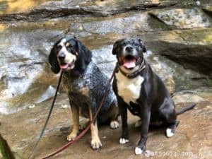 Dog-Friendly Hiking in Hocking Hills: Etiquette & Trail Tips