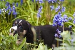 How Coconut Oil Boosts Your Dog’s Health: Proven Benefits & Expert Guidance