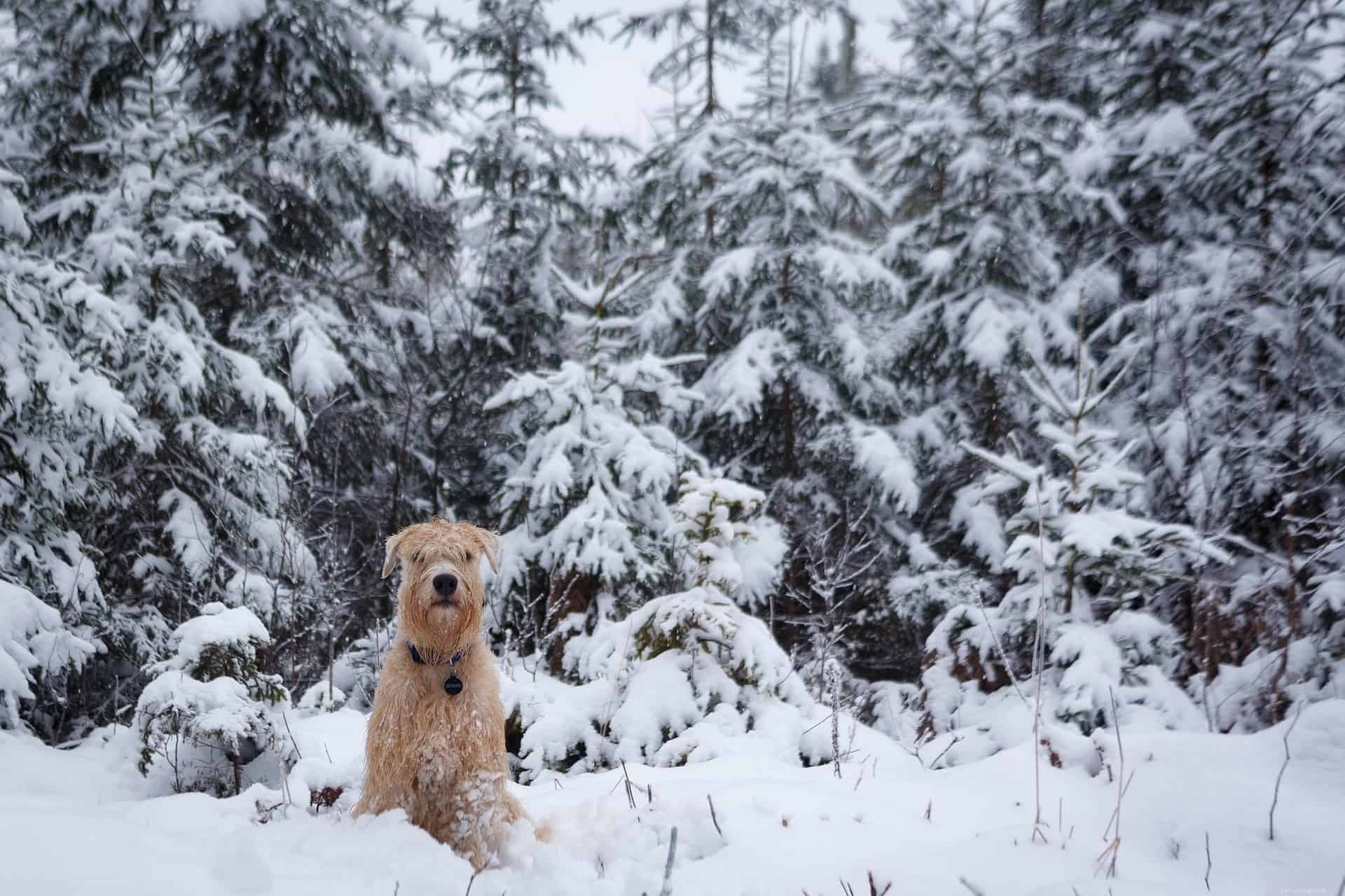 How to Ensure Your Dog Ages with Joy and Health