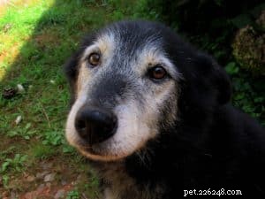How to Ensure Your Dog Ages with Joy and Health