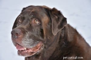 How to Ensure Your Dog Ages with Joy and Health