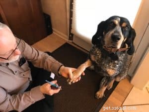 Professional Guide to Grooming Your Dog at Home