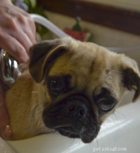 Professional Guide to Grooming Your Dog at Home