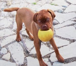 Boost Your Dog’s Energy: Expert Tips for an Active, Healthy Pet
