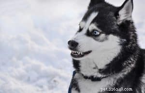 Medical Factors Behind Unexpected Aggression in Dogs: What You Need to Know